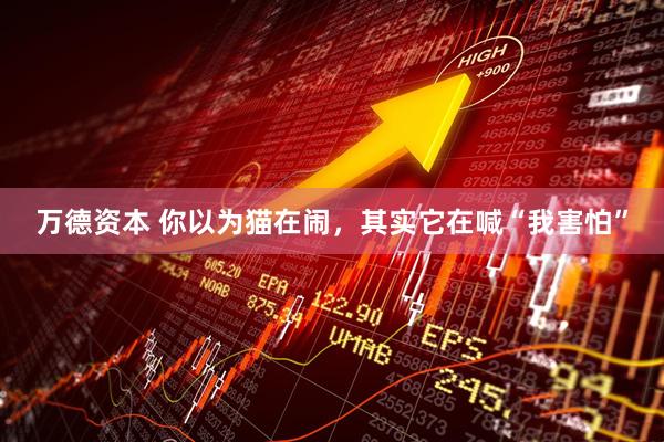 万德资本 你以为猫在闹，其实它在喊“我害怕”