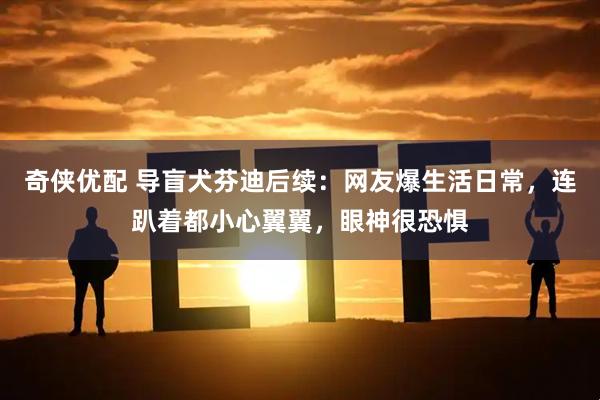 奇侠优配 导盲犬芬迪后续：网友爆生活日常，连趴着都小心翼翼，眼神很恐惧